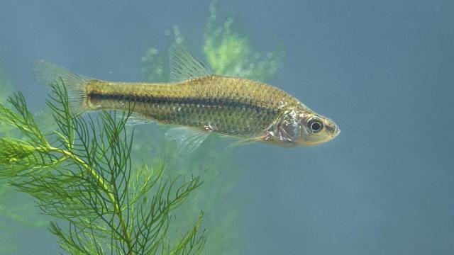Blauwband, pseudorasbora parva