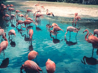 Flamingo's