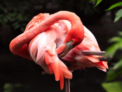 Is een flamingo