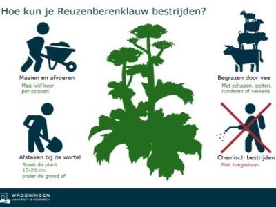 Hoe kun je de Reuzenberenklauw bestrijden?