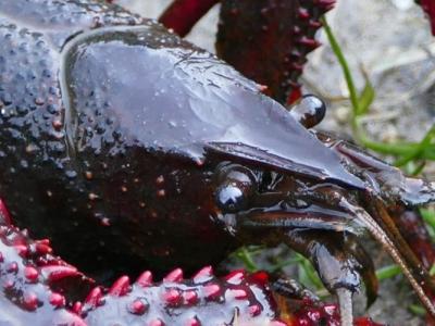 Rode Amerikaanse rivierkreeft