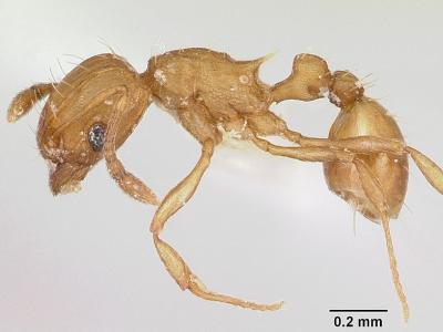 Dwergvuurmier 