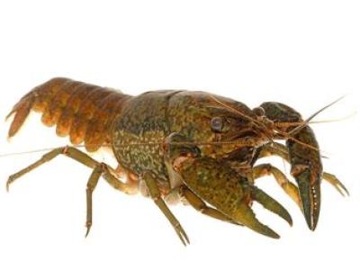 Marmerkreeft