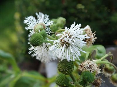Smalle theeplant
