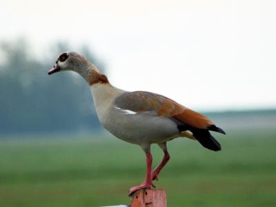 Nijlgans