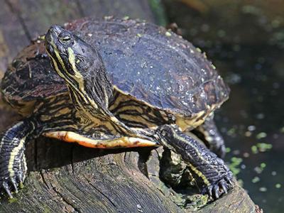 Lettersierschildpad