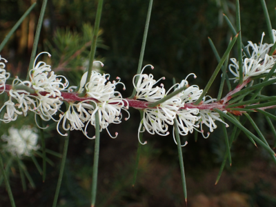 Hakea