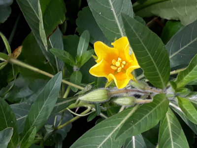 Waterteunisbloem
