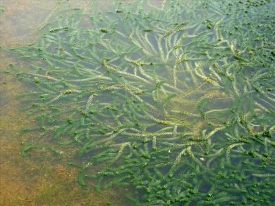 Verspreidbladige waterpest