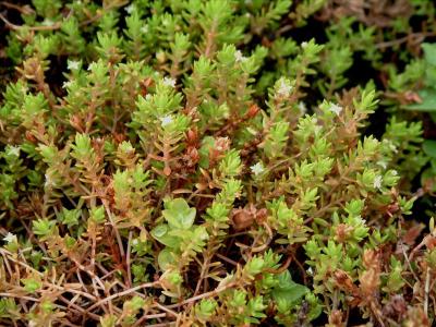 Watercrassula - Adrie van Heerden