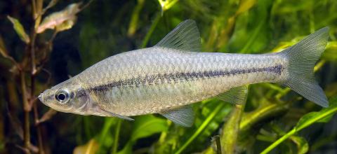 Blauwband, pseudorasbora parva