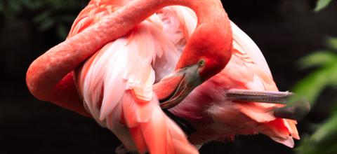 Is een flamingo