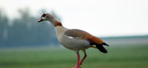 Nijlgans