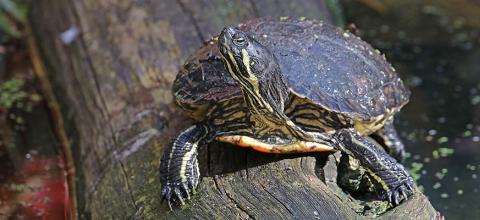 Lettersierschildpad
