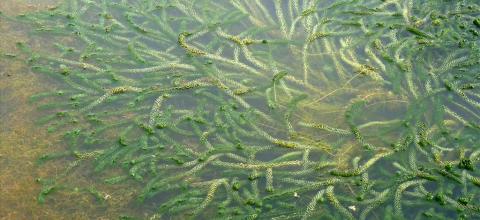 Verspreidbladige waterpest