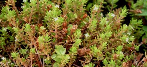 Watercrassula - Adrie van Heerden