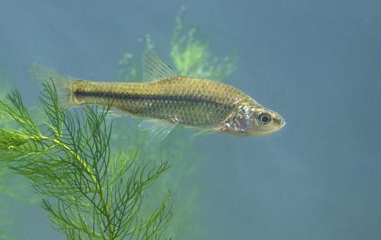 Blauwband, pseudorasbora parva